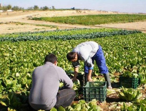Ayudas 2026 al acondicionamiento de alojamientos para trabajadores del sector agropecuario.